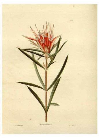 Reproducción/Reproduction 48623722641: The botanical cabinet. London :John & Arthur Arch ...,1817-1833.. 