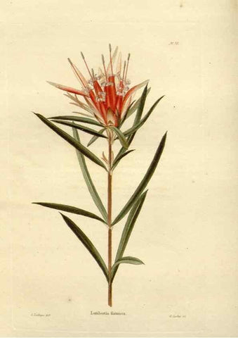 Reproducción/Reproduction 48623722641: The botanical cabinet. London :John & Arthur Arch ...,1817-1833.. 