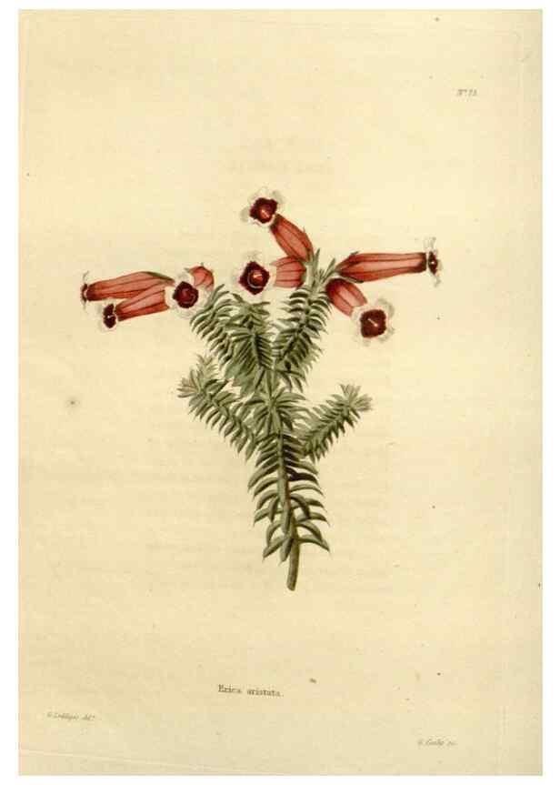 Reproducción/Reproduction 48623867637: The botanical cabinet. London :John & Arthur Arch ...,1817-1833.. 