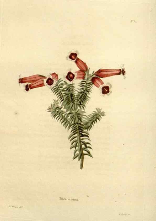 Reproducción/Reproduction 48623867637: The botanical cabinet. London :John & Arthur Arch ...,1817-1833.. 