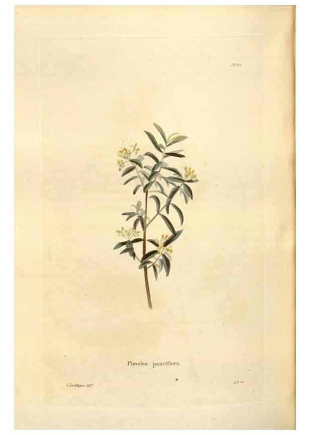 Reproducción/Reproduction 48624040082: The botanical cabinet. London :John & Arthur Arch ...,1817-1833.. 