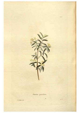 Reproducción/Reproduction 48624040082: The botanical cabinet. London :John & Arthur Arch ...,1817-1833.. 