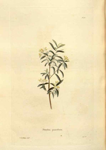 Reproducción/Reproduction 48624040082: The botanical cabinet. London :John & Arthur Arch ...,1817-1833.. 