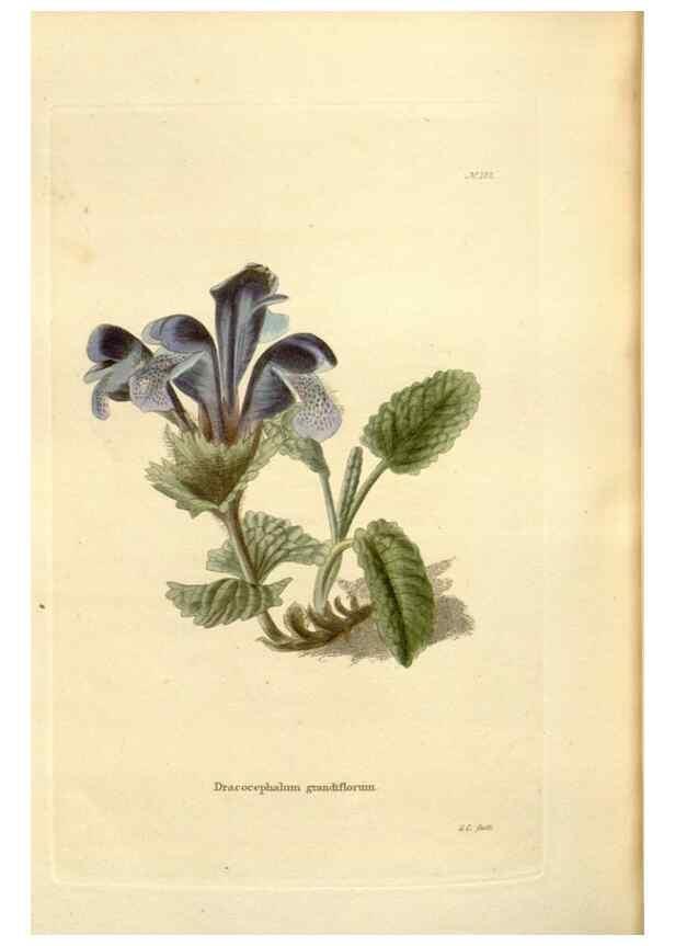 Reproducción/Reproduction 48623540993: The botanical cabinet. London :John & Arthur Arch ...,1817-1833.. 