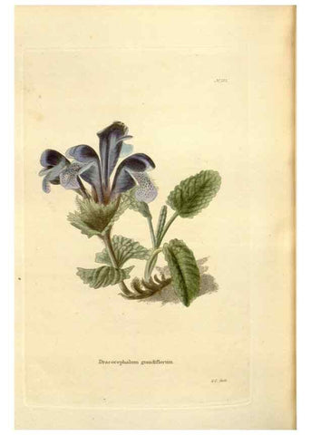 Reproducción/Reproduction 48623540993: The botanical cabinet. London :John & Arthur Arch ...,1817-1833.. 