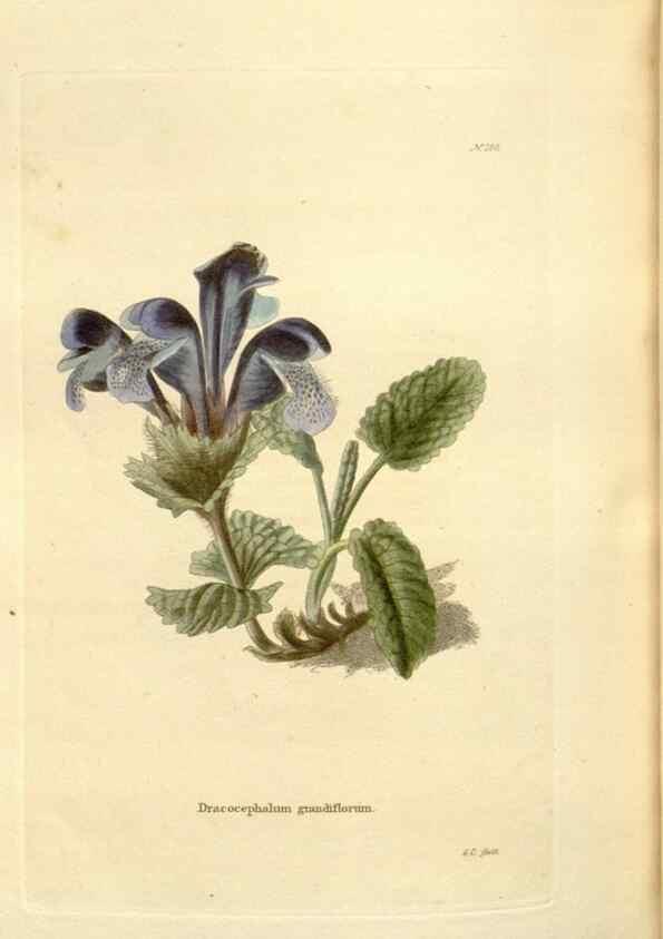 Reproducción/Reproduction 48623540993: The botanical cabinet. London :John & Arthur Arch ...,1817-1833.. 