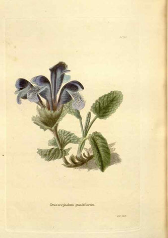 Reproducción/Reproduction 48623540993: The botanical cabinet. London :John & Arthur Arch ...,1817-1833.. 