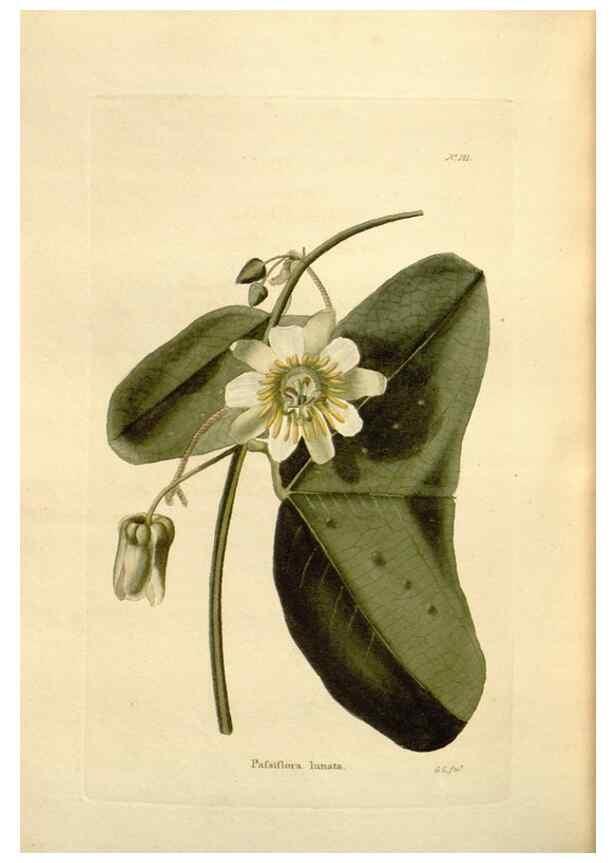 Reproducción/Reproduction 48623893566: The botanical cabinet. London :John & Arthur Arch ...,1817-1833.. 