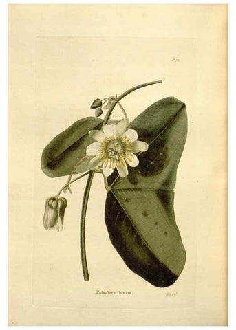 Reproducción/Reproduction 48623893566: The botanical cabinet. London :John & Arthur Arch ...,1817-1833.. 