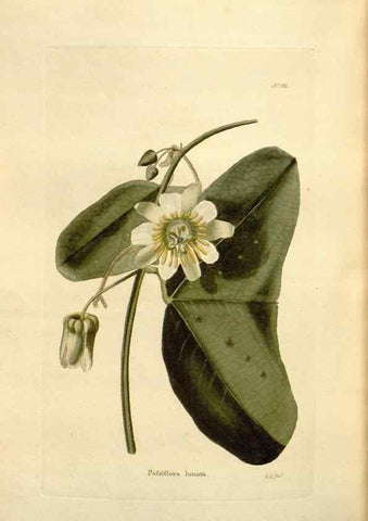 Reproducción/Reproduction 48623893566: The botanical cabinet. London :John & Arthur Arch ...,1817-1833.. 