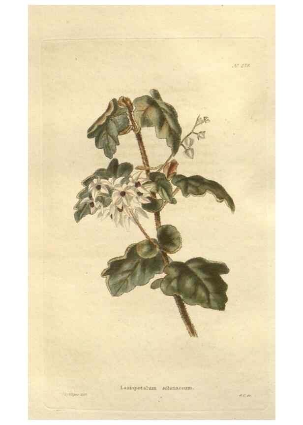 Reproducción/Reproduction 48624232282: The botanical cabinet. London :John & Arthur Arch ...,1817-1833.. 