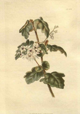 Reproducción/Reproduction 48624232282: The botanical cabinet. London :John & Arthur Arch ...,1817-1833.. 