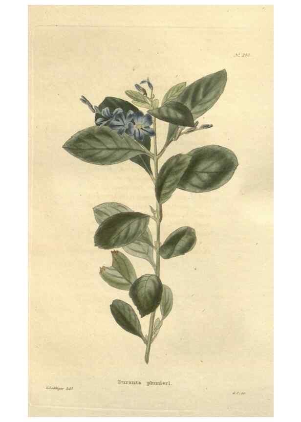 Reproducción/Reproduction 48624085736: The botanical cabinet. London :John & Arthur Arch ...,1817-1833.. 