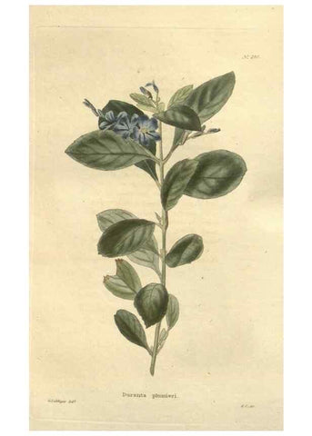 Reproducción/Reproduction 48624085736: The botanical cabinet. London :John & Arthur Arch ...,1817-1833.. 