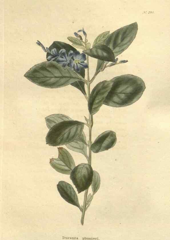 Reproducción/Reproduction 48624085736: The botanical cabinet. London :John & Arthur Arch ...,1817-1833.. 