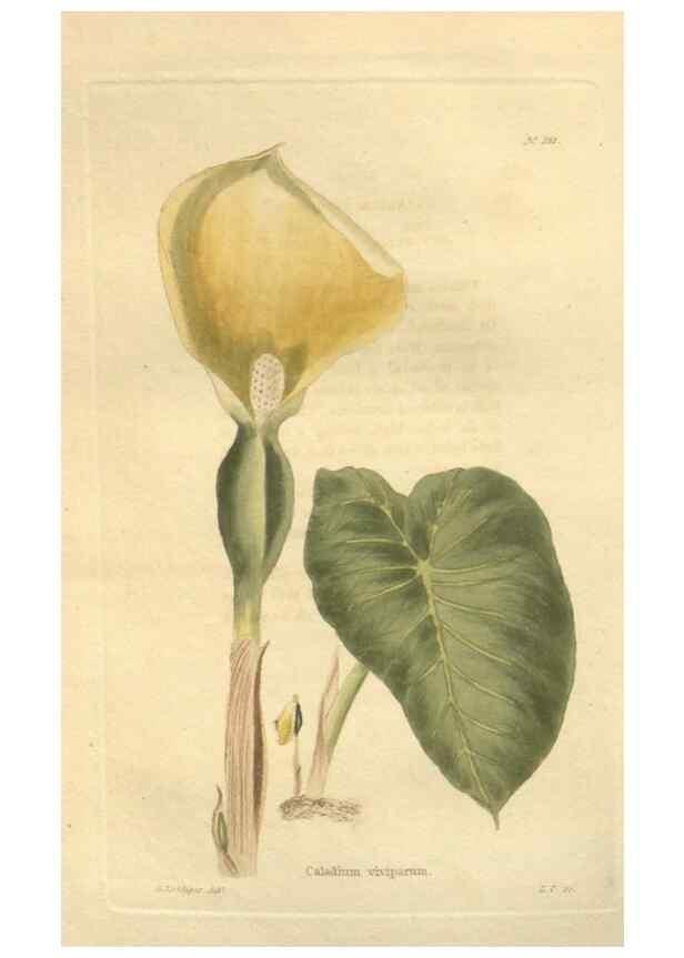 Reproducción/Reproduction 48624232977: The botanical cabinet. London :John & Arthur Arch ...,1817-1833.. 