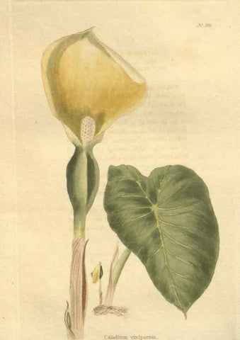 Reproducción/Reproduction 48624232977: The botanical cabinet. London :John & Arthur Arch ...,1817-1833.. 