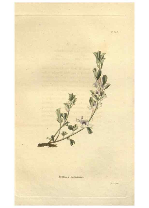 Reproducción/Reproduction 48624233297: The botanical cabinet. London :John & Arthur Arch ...,1817-1833.. 