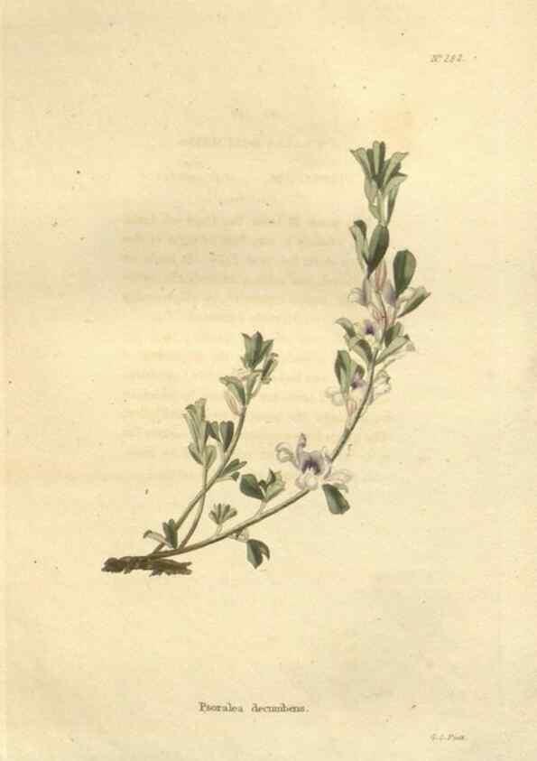 Reproducción/Reproduction 48624233297: The botanical cabinet. London :John & Arthur Arch ...,1817-1833.. 
