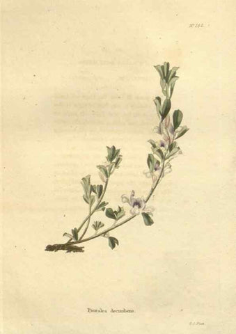 Reproducción/Reproduction 48624233297: The botanical cabinet. London :John & Arthur Arch ...,1817-1833.. 