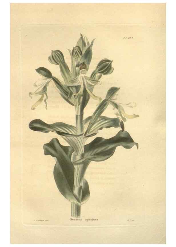 Reproducción/Reproduction 48624086816: The botanical cabinet. London :John & Arthur Arch ...,1817-1833.. 
