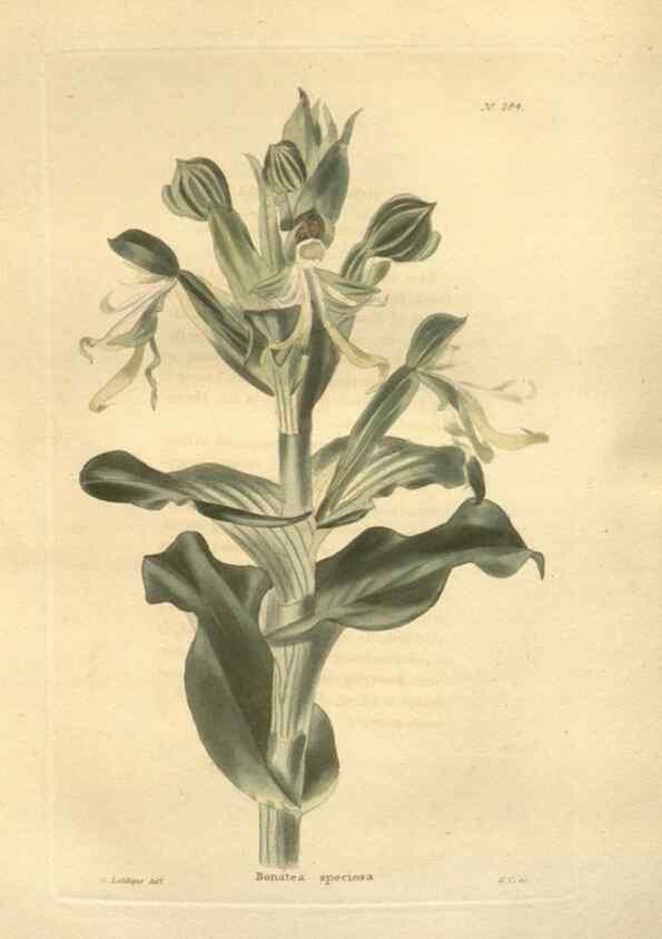 Reproducción/Reproduction 48624086816: The botanical cabinet. London :John & Arthur Arch ...,1817-1833.. 