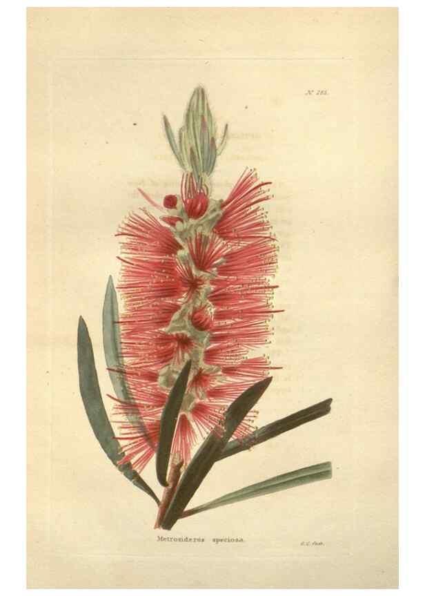 Reproducción/Reproduction 48624087196: The botanical cabinet. London :John & Arthur Arch ...,1817-1833.. 