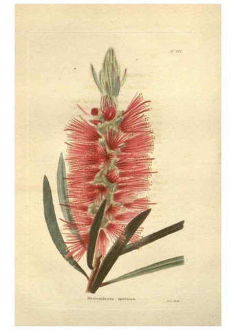 Reproducción/Reproduction 48624087196: The botanical cabinet. London :John & Arthur Arch ...,1817-1833.. 