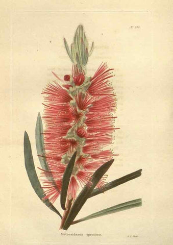 Reproducción/Reproduction 48624087196: The botanical cabinet. London :John & Arthur Arch ...,1817-1833.. 