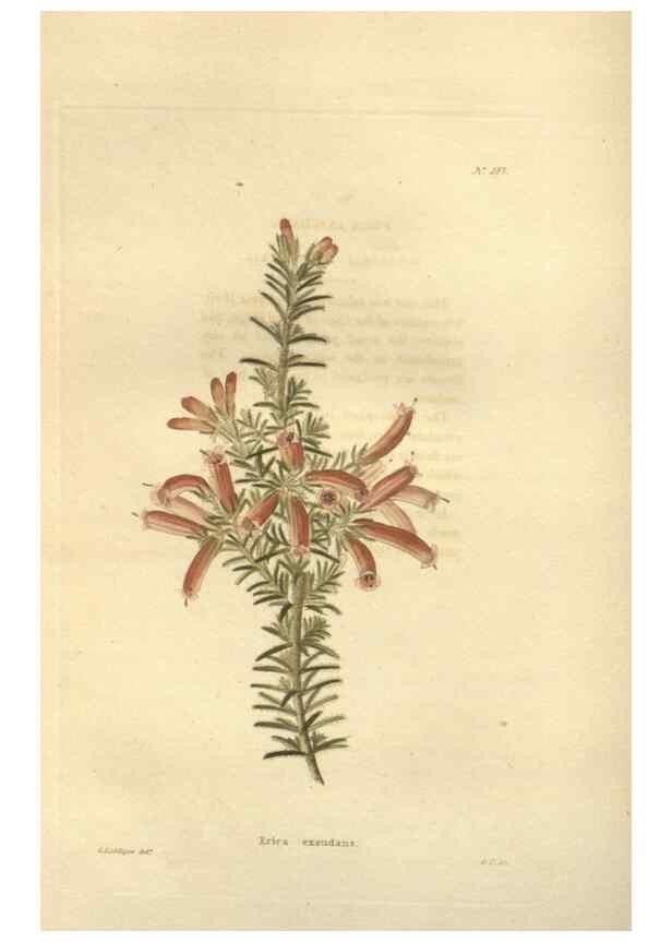 Reproducción/Reproduction 48624087966: The botanical cabinet. London :John & Arthur Arch ...,1817-1833.. 