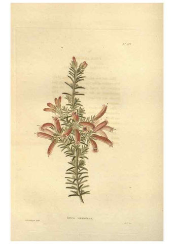 Reproducción/Reproduction 48624087966: The botanical cabinet. London :John & Arthur Arch ...,1817-1833.. 