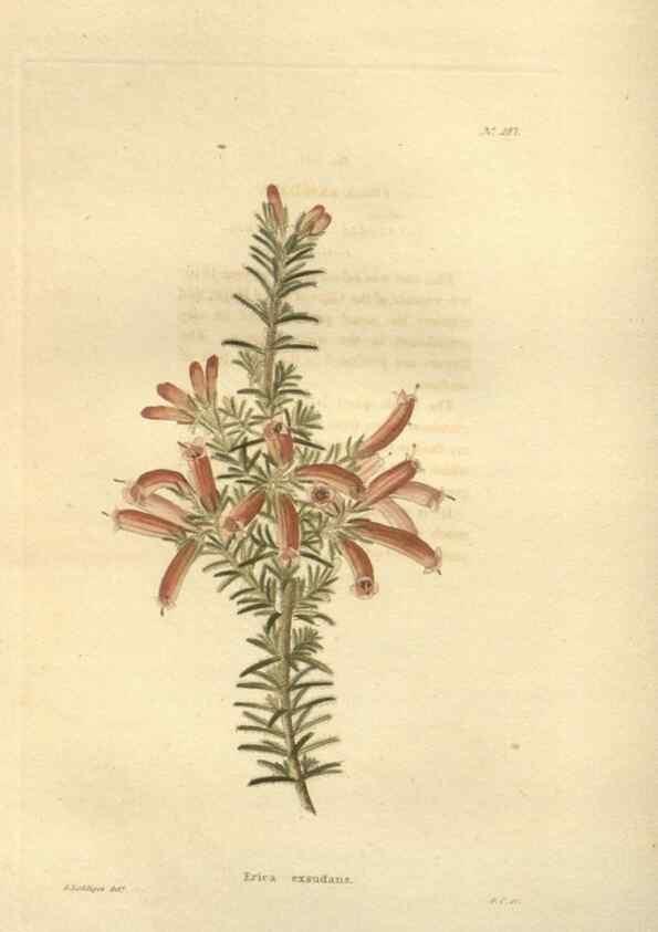 Reproducción/Reproduction 48624087966: The botanical cabinet. London :John & Arthur Arch ...,1817-1833.. 