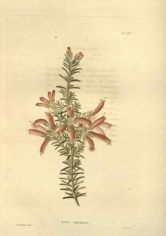 Reproducción/Reproduction 48624087966: The botanical cabinet. London :John & Arthur Arch ...,1817-1833.. 