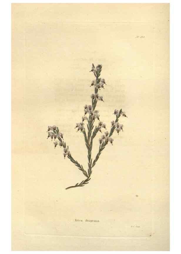 Reproducción/Reproduction 48623737013: The botanical cabinet. London :John & Arthur Arch ...,1817-1833.. 