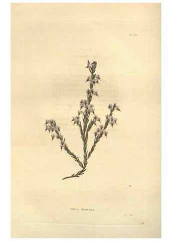 Reproducción/Reproduction 48623737013: The botanical cabinet. London :John & Arthur Arch ...,1817-1833.. 