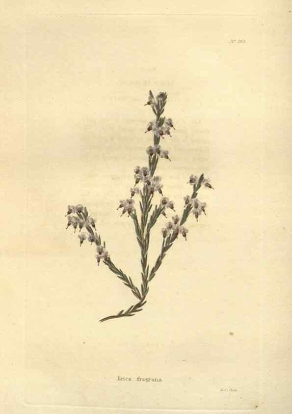 Reproducción/Reproduction 48623737013: The botanical cabinet. London :John & Arthur Arch ...,1817-1833.. 