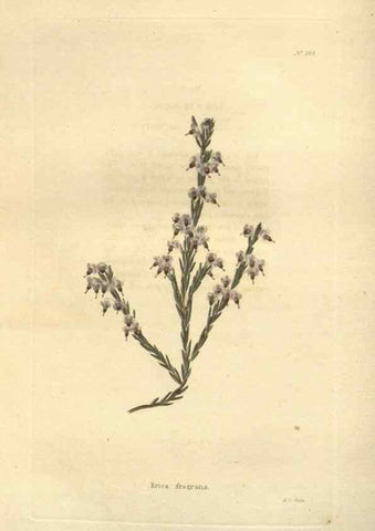 Reproducción/Reproduction 48623737013: The botanical cabinet. London :John & Arthur Arch ...,1817-1833.. 