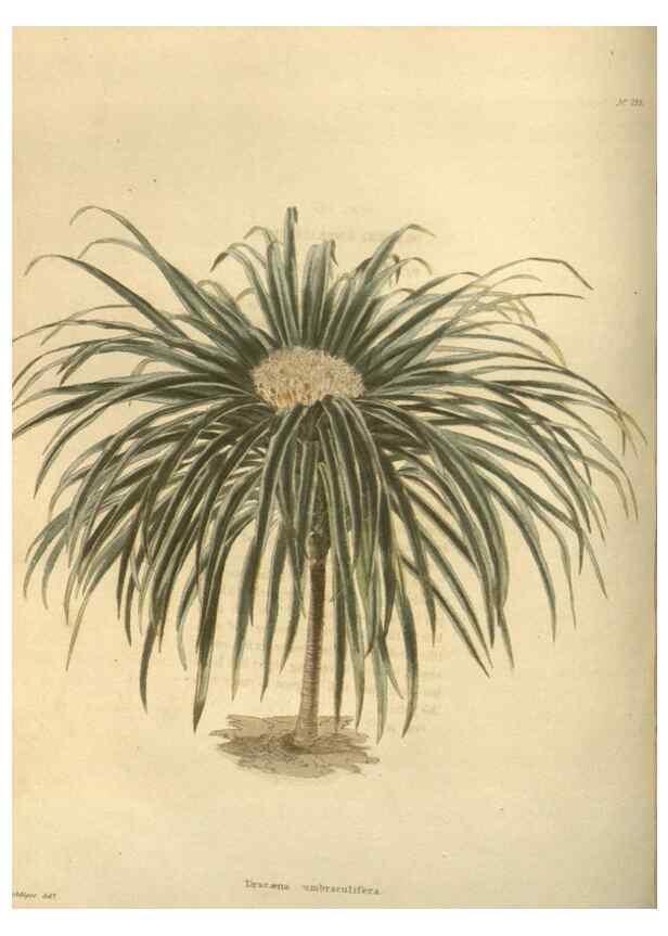 Reproducción/Reproduction 48624235947: The botanical cabinet. London :John & Arthur Arch ...,1817-1833.. 