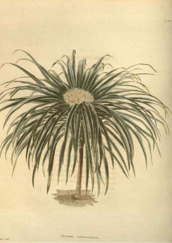 Reproducción/Reproduction 48624235947: The botanical cabinet. London :John & Arthur Arch ...,1817-1833.. 