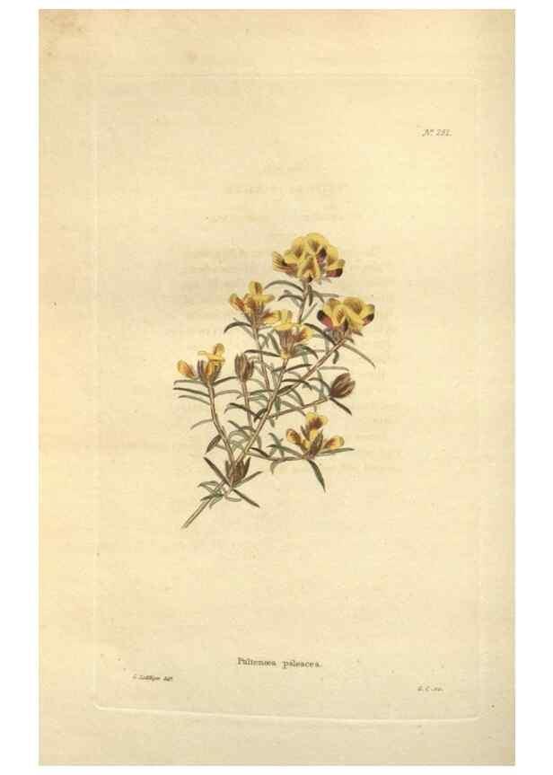 Reproducción/Reproduction 48624089461: The botanical cabinet. London :John & Arthur Arch ...,1817-1833.. 