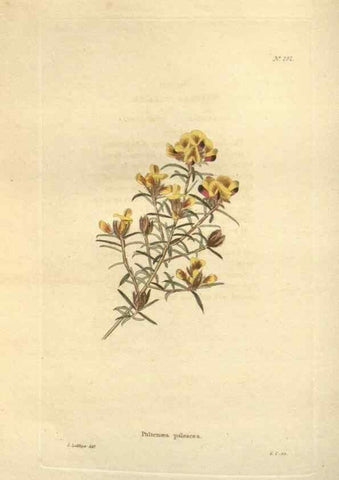 Reproducción/Reproduction 48624089461: The botanical cabinet. London :John & Arthur Arch ...,1817-1833.. 