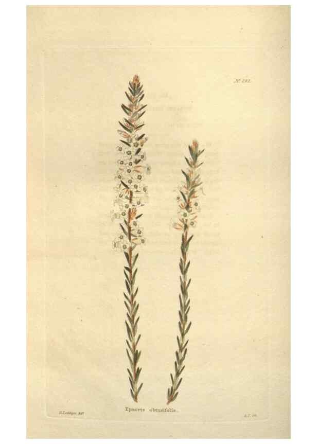 Reproducción/Reproduction 48623738553: The botanical cabinet. London :John & Arthur Arch ...,1817-1833.. 