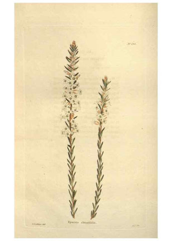 Reproducción/Reproduction 48623738553: The botanical cabinet. London :John & Arthur Arch ...,1817-1833.. 