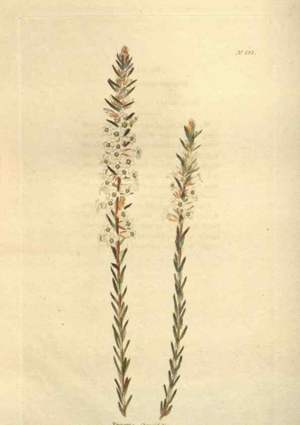 Reproducción/Reproduction 48623738553: The botanical cabinet. London :John & Arthur Arch ...,1817-1833.. 