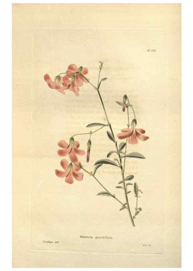 Reproducción/Reproduction 48623738908: The botanical cabinet. London :John & Arthur Arch ...,1817-1833.. 