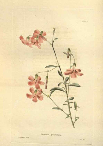 Reproducción/Reproduction 48623738908: The botanical cabinet. London :John & Arthur Arch ...,1817-1833.. 
