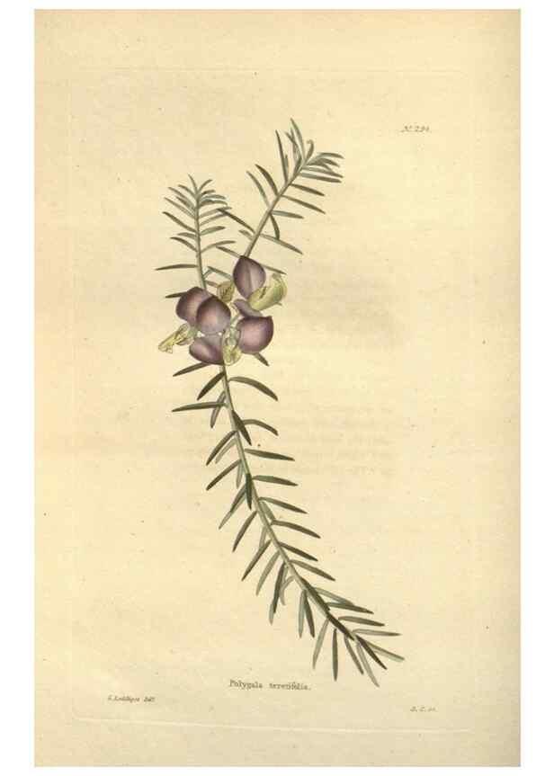 Reproducción/Reproduction 48624090701: The botanical cabinet. London :John & Arthur Arch ...,1817-1833.. 