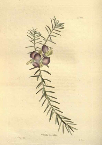 Reproducción/Reproduction 48624090701: The botanical cabinet. London :John & Arthur Arch ...,1817-1833.. 