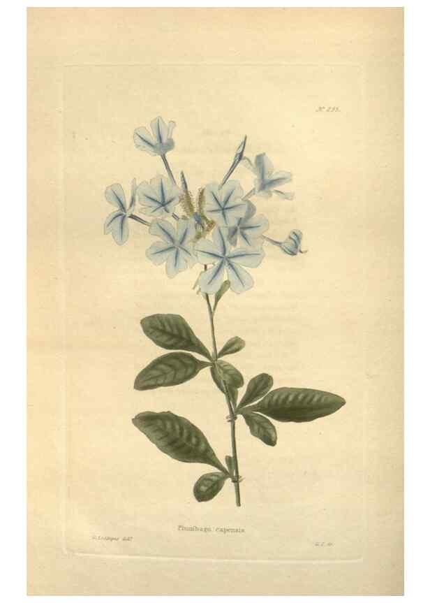 Reproducción/Reproduction 48624091131: The botanical cabinet. London :John & Arthur Arch ...,1817-1833.. 