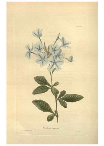 Reproducción/Reproduction 48624091131: The botanical cabinet. London :John & Arthur Arch ...,1817-1833.. 